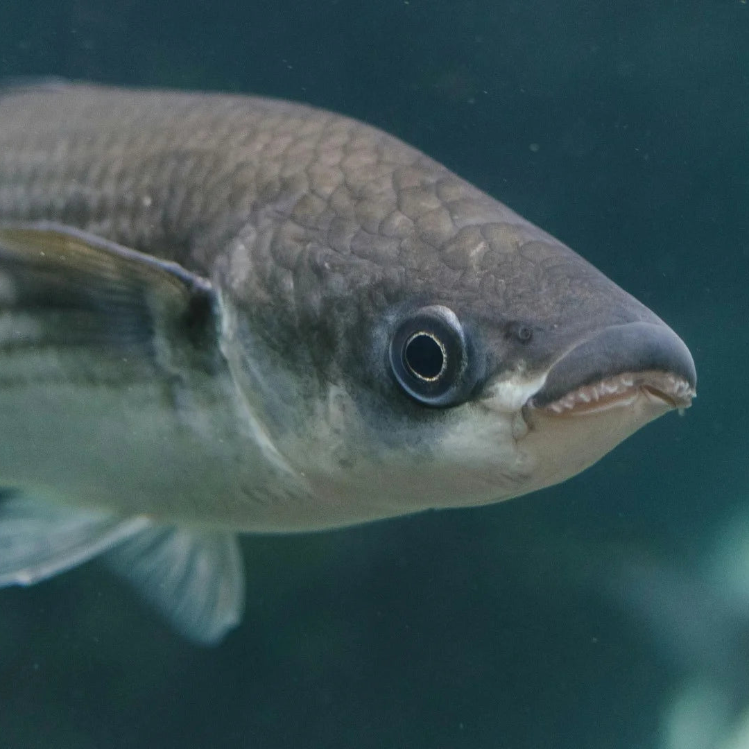 Fishing the Pacific Mullet Run in Panama.