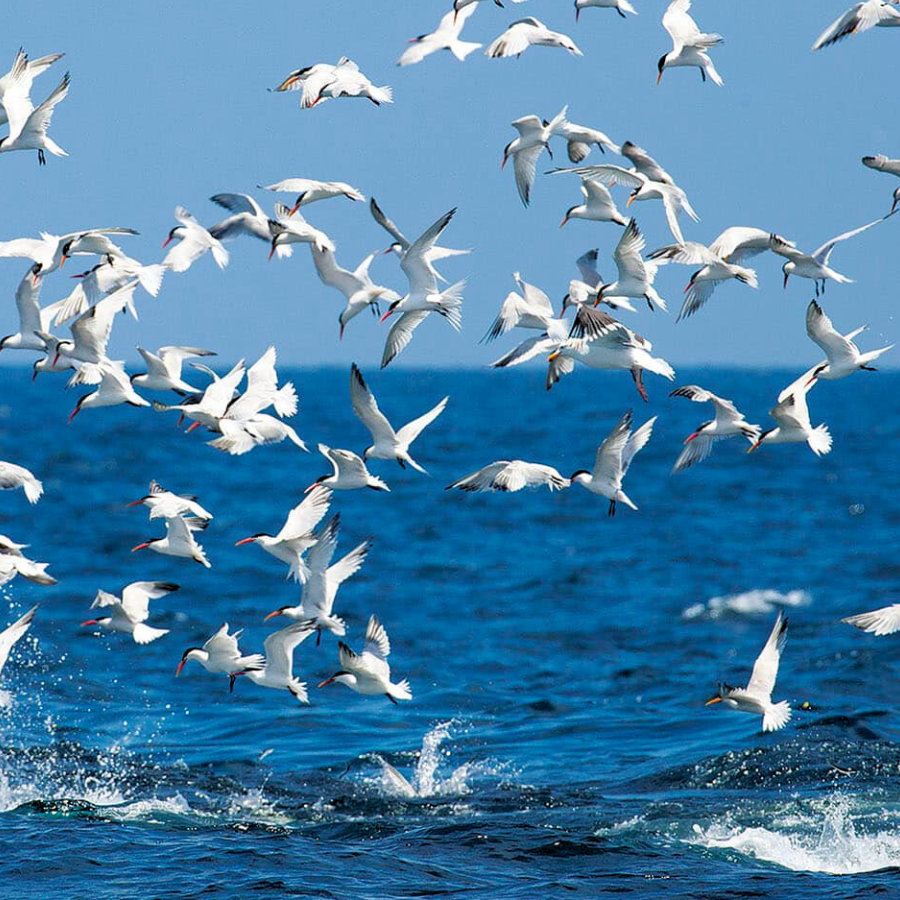 What the Flock
