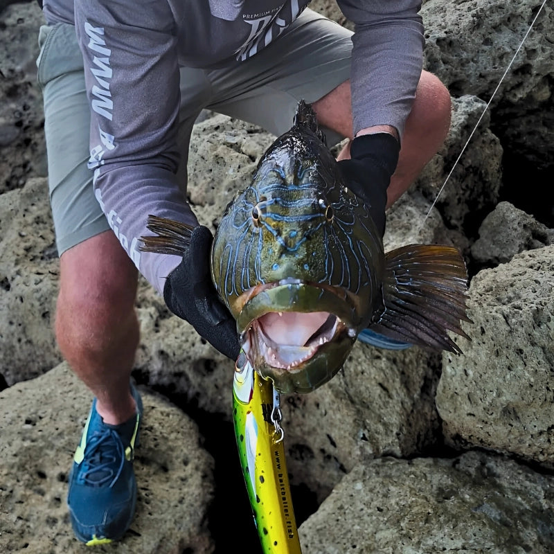 Mahi mahi colered floatinf stickbait fishing lure and big fish held by angler on the rocks.